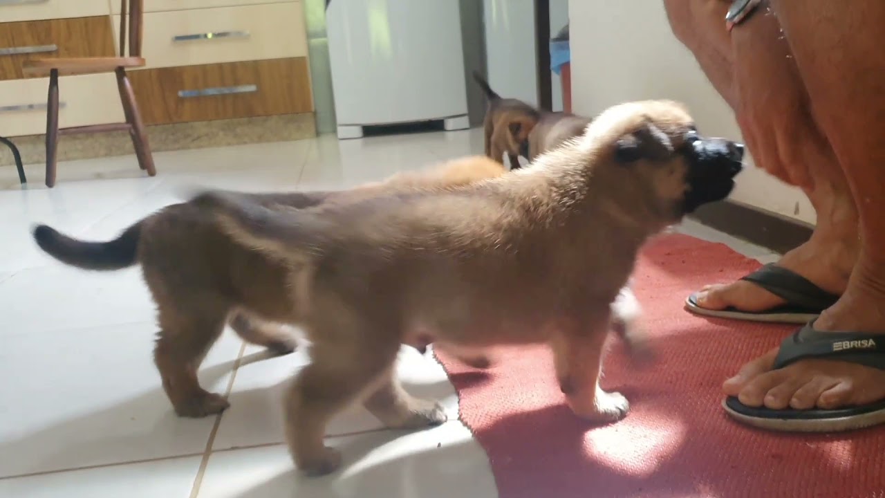 Filhotes a Venda de Pastor Belga Malinois