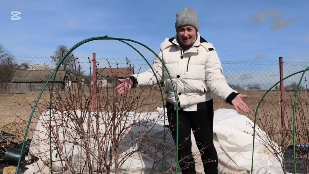 Как правильно обрезать жимолость. Обрезка жимолости для крупного урожая.