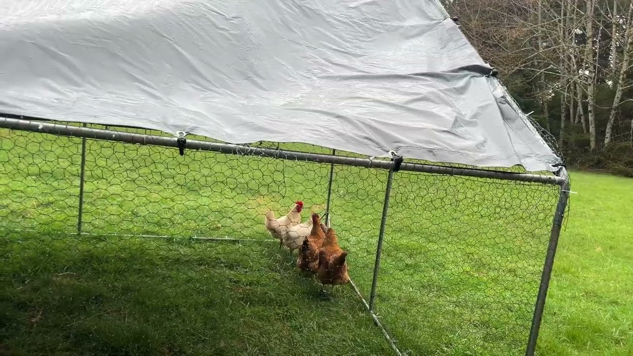 Got 3 new chickens