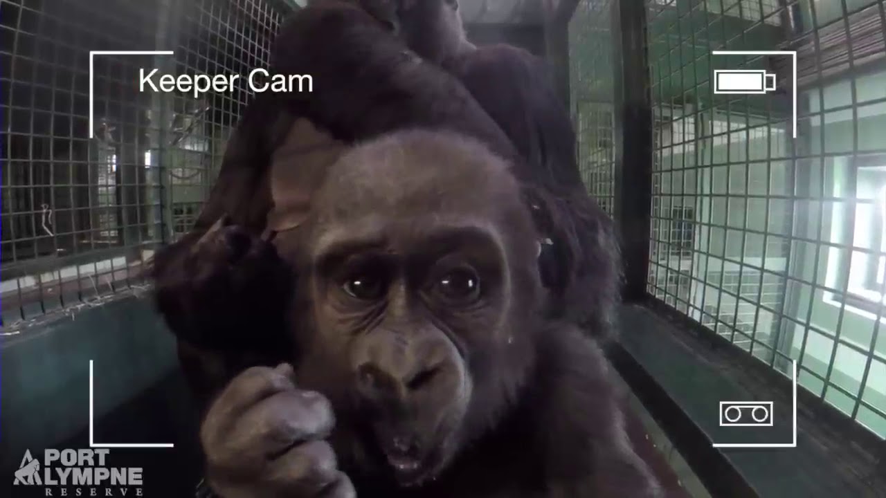 Gorilla Keeper Cam | Port Lympne Reserve