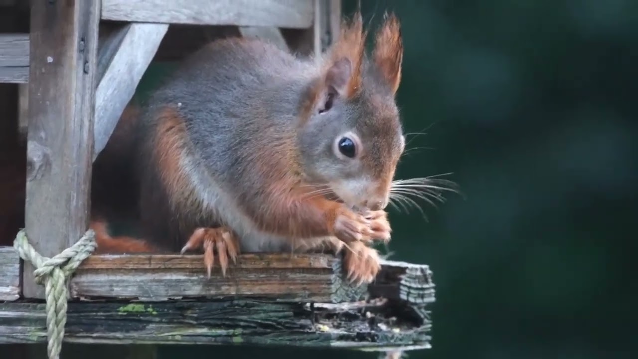 Eekhoorn in de tuin