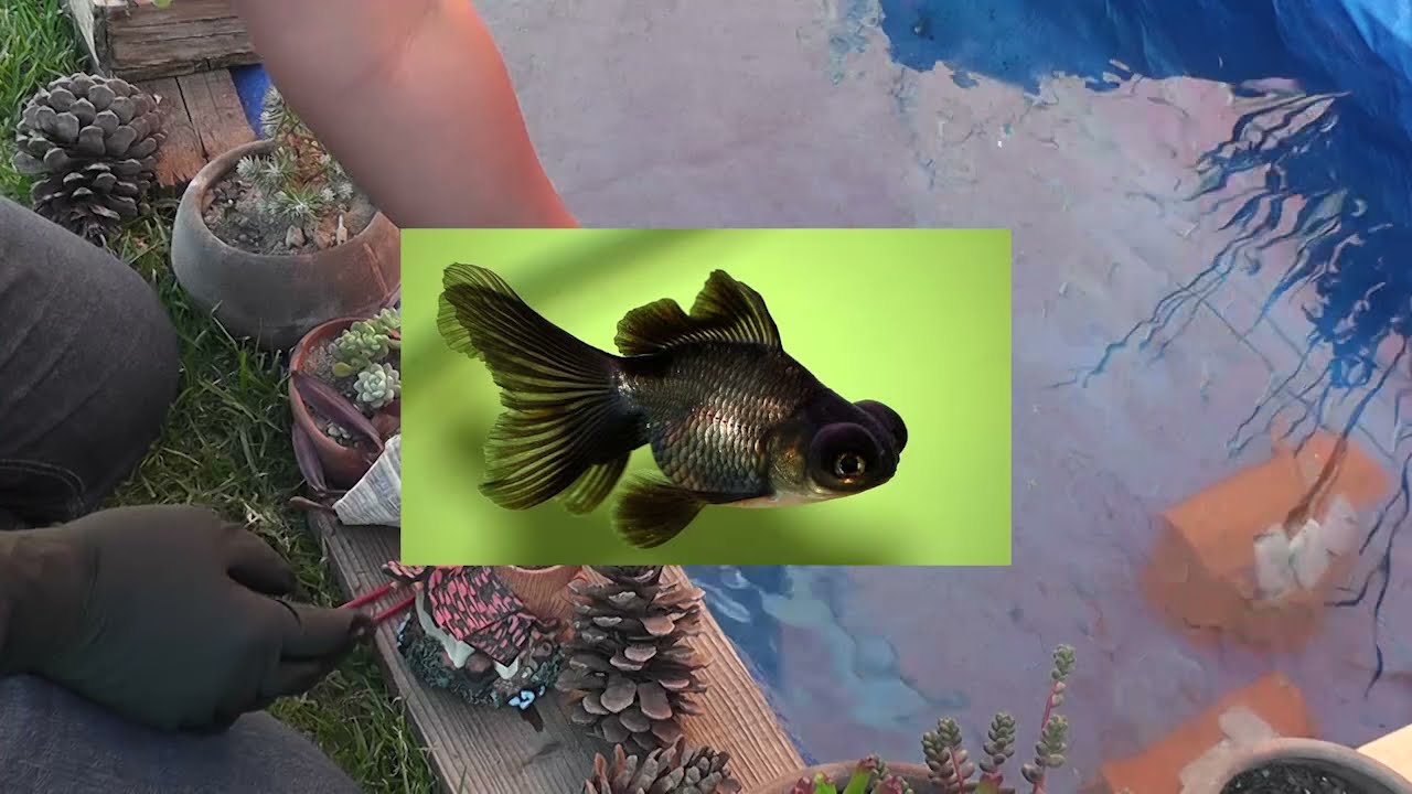 GOLDFISH GRANDE y GORDO, Como hacer que crezcan RÁPIDO?