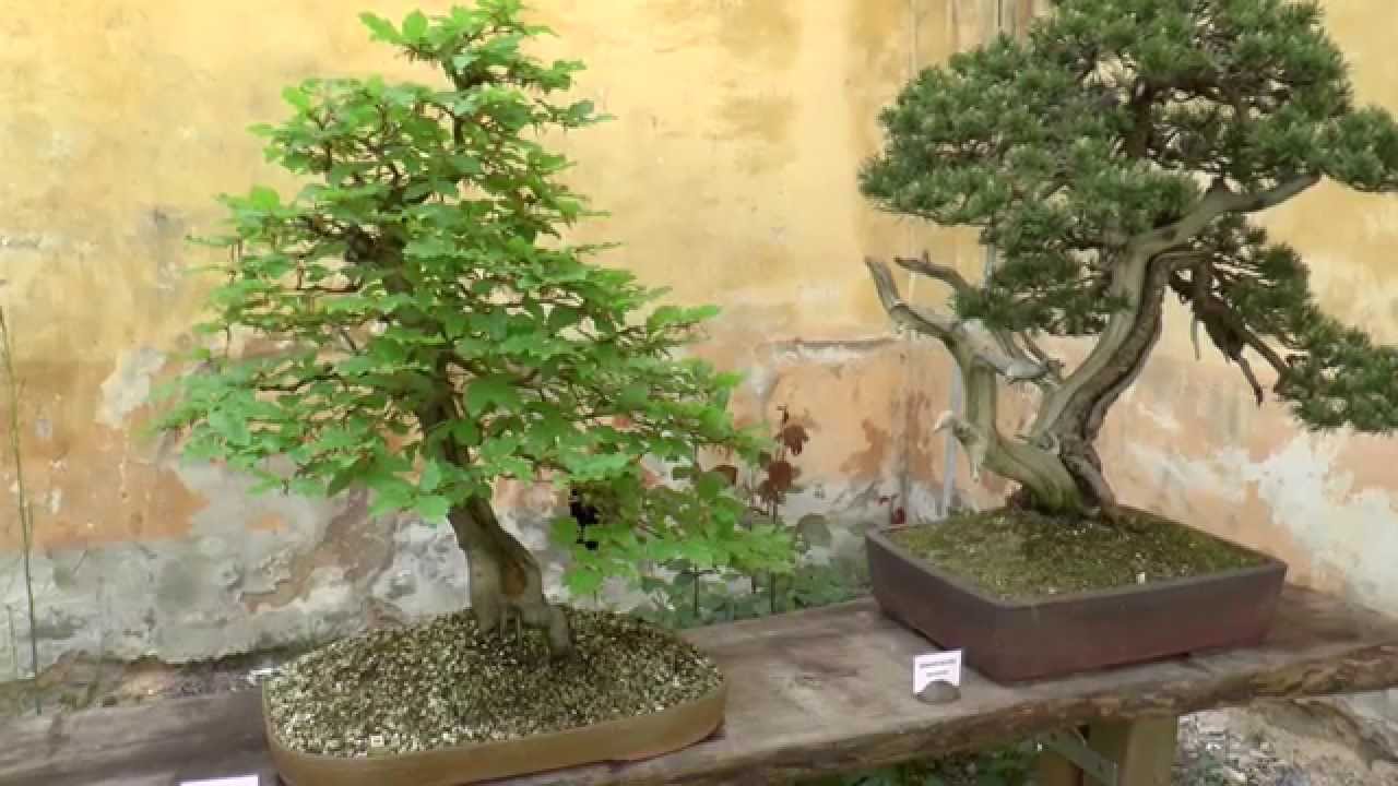 Bonsai Merklín 2015 - XII.mezinárodní výstava bonsají a suiseki