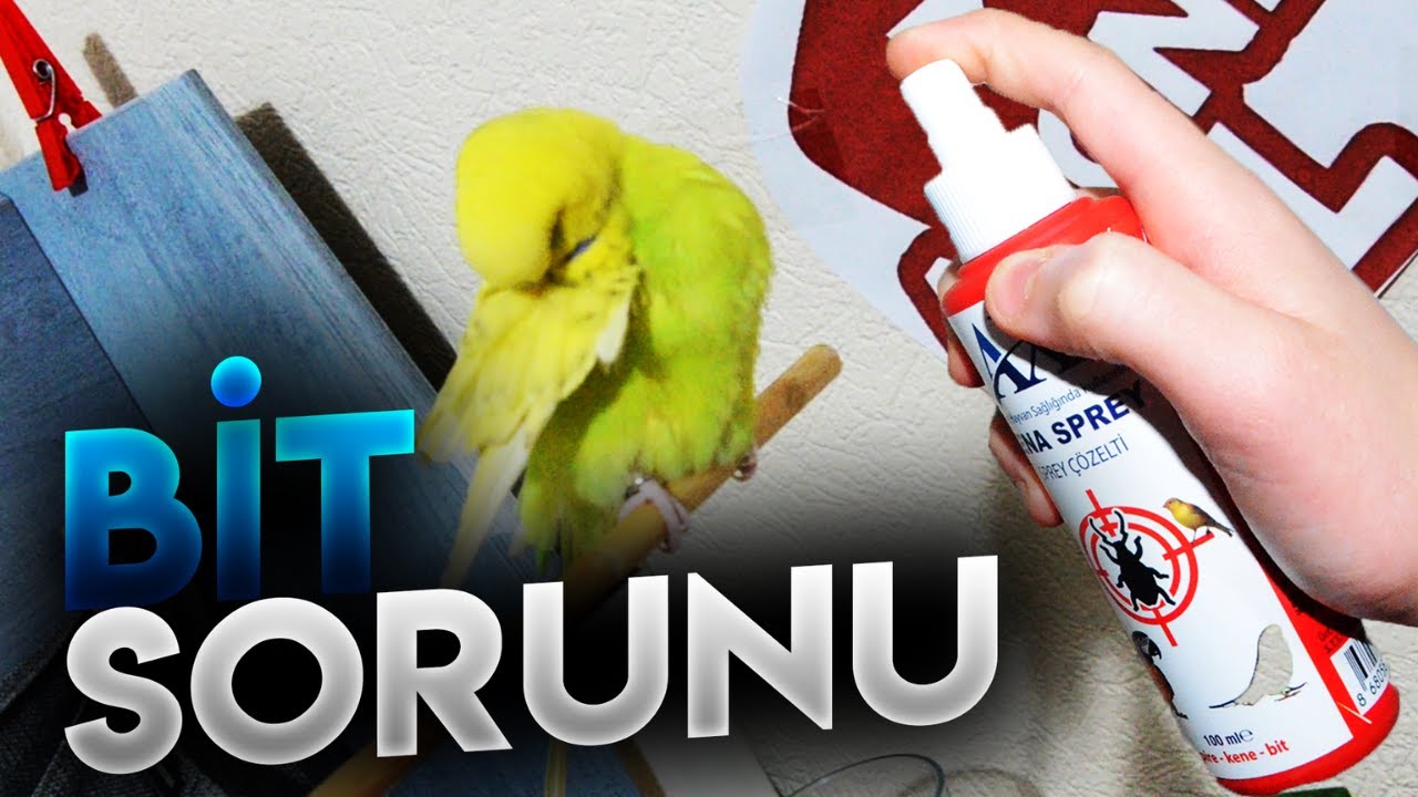 Muhabbet Kuşu Biti Nasıl Temizlenir - Muhabbet Kuşu Biti Nasıl Geçer - Kuş Biti Nasıl Geçer-Kuş Biti