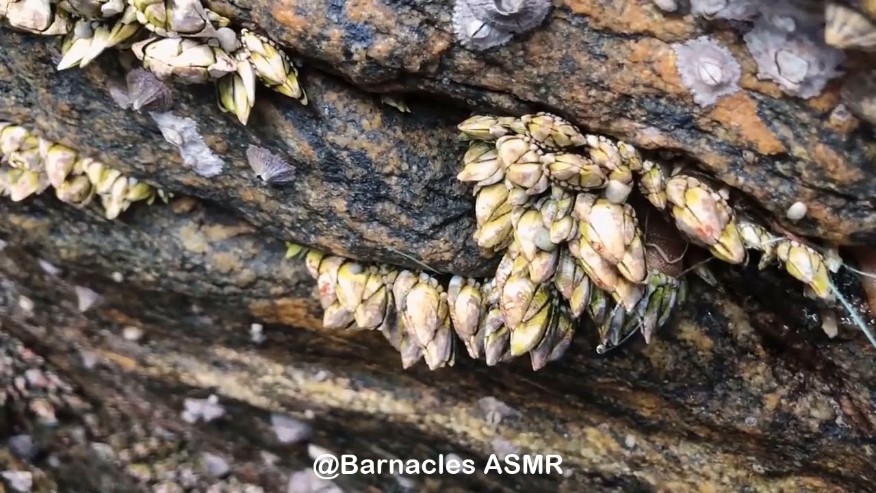 Barnacle ASMR - My daily work at sea (episode 13 )