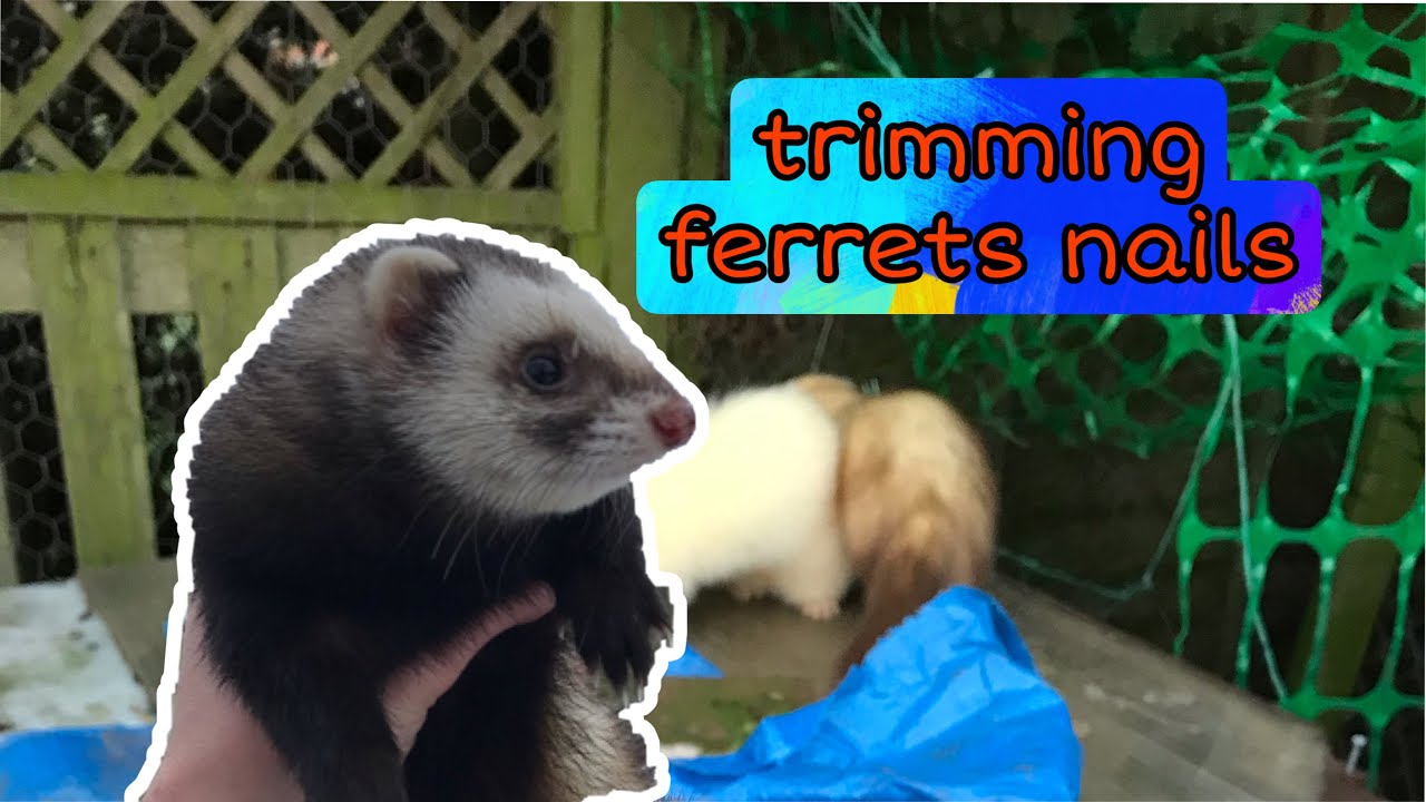 How to *TRIM* your FERRETS nails!! | doing it a safe way!