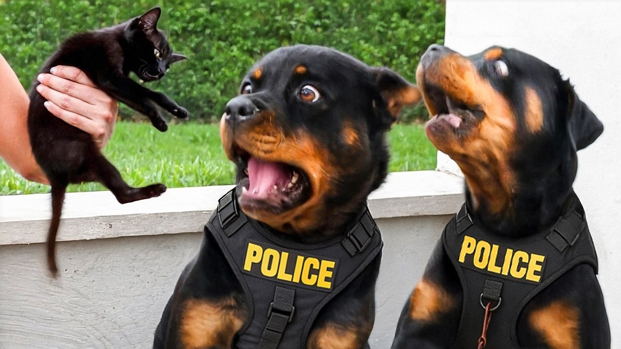 CUANDO LOS PERROS POLICIALES OLVIDAN SU TRABAJO 🐕👮‍♀