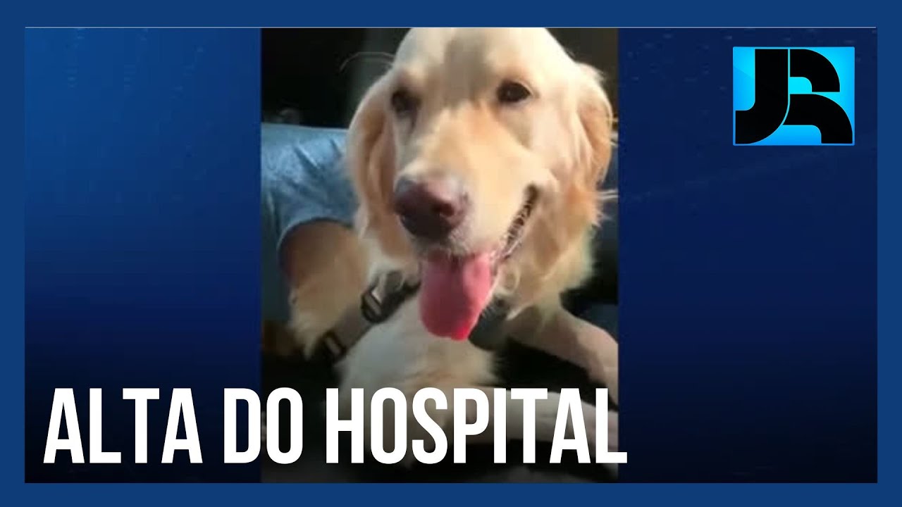 Após três cirurgias, cachorro baleado durante assalto recebe alta no Rio de Janeiro