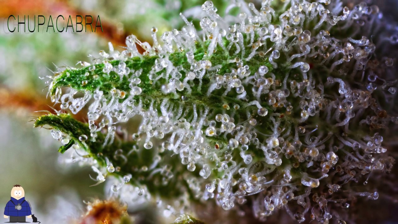 KUSHECTOR - Cannabis Image Gallery - Remastered Originals Volume 1