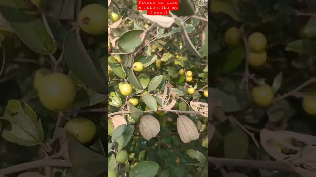 बैर का पेड़|berry plant in my village 