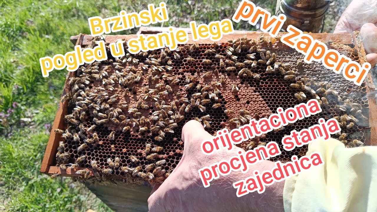 Brzinski pogled i procjena stanja početkom ožujka 2026