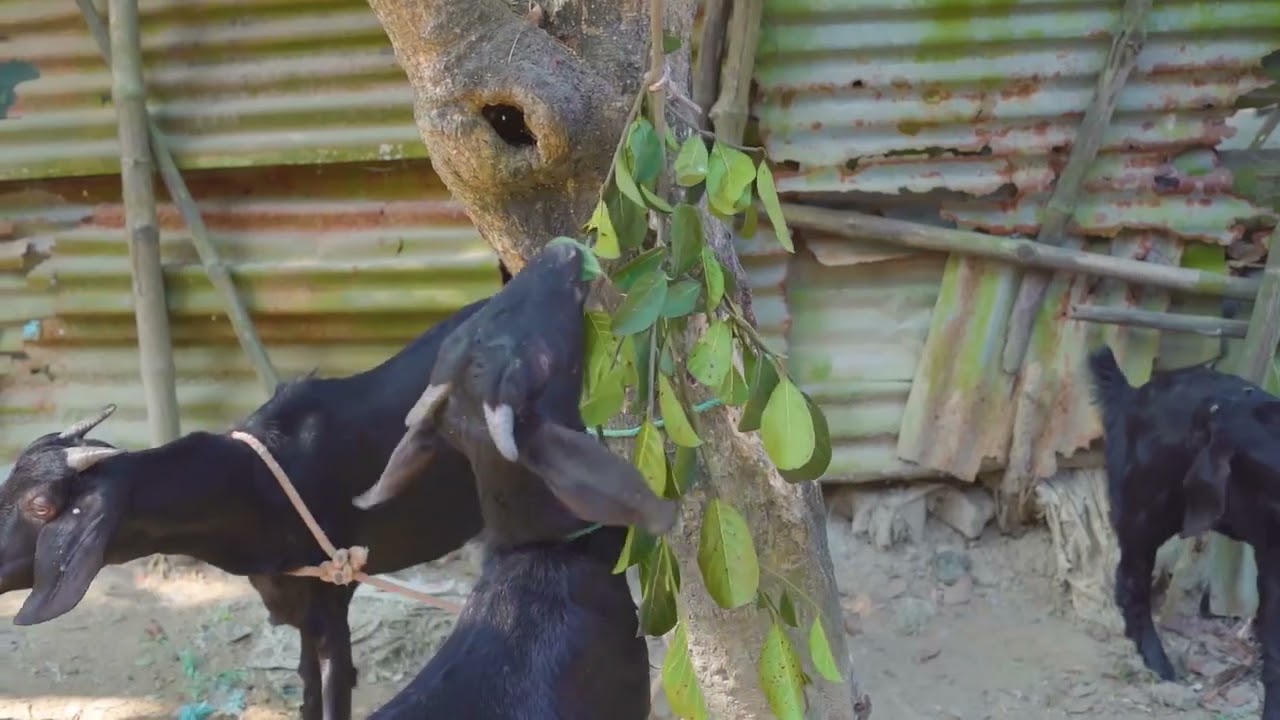 Goat Rearing