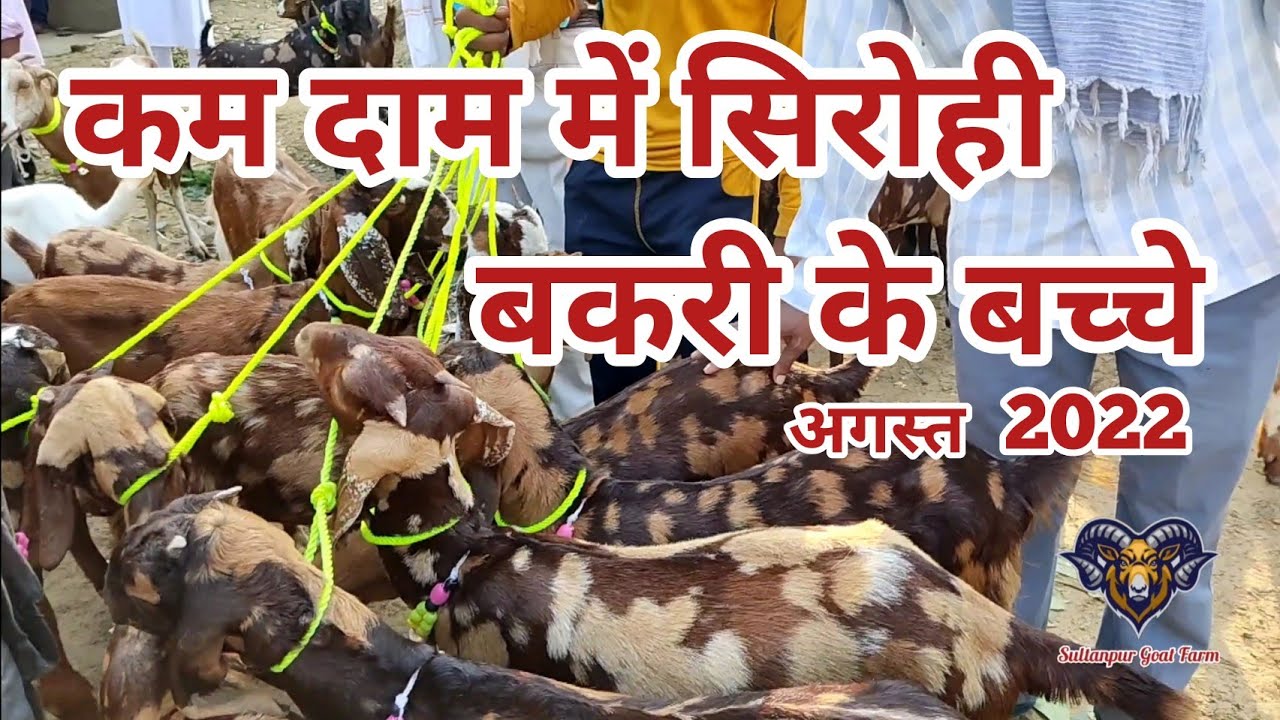 सुल्तानपुर बकरा मंडी में सिरोही के बच्चे #goatfarming #goats #bakramandi #bakripalan