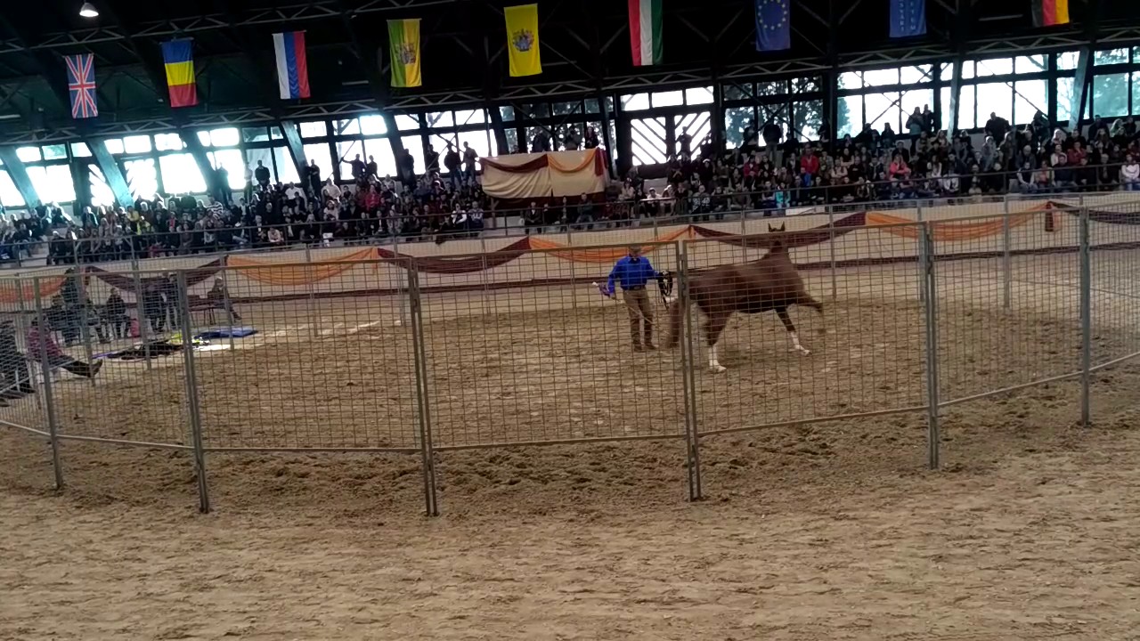 Monty Roberts and Gloria in Hungary 2017