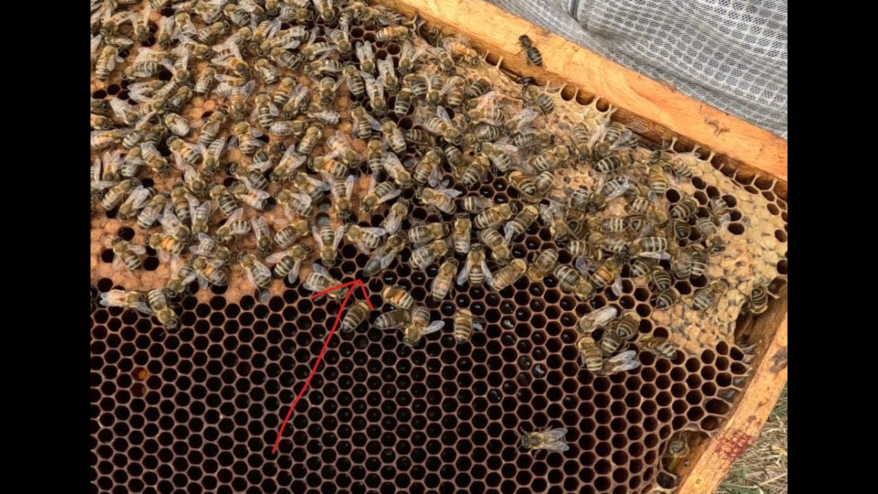 2025-08-20 WE08 polynuc hive is alive and holding off the wasps! Queen seen.