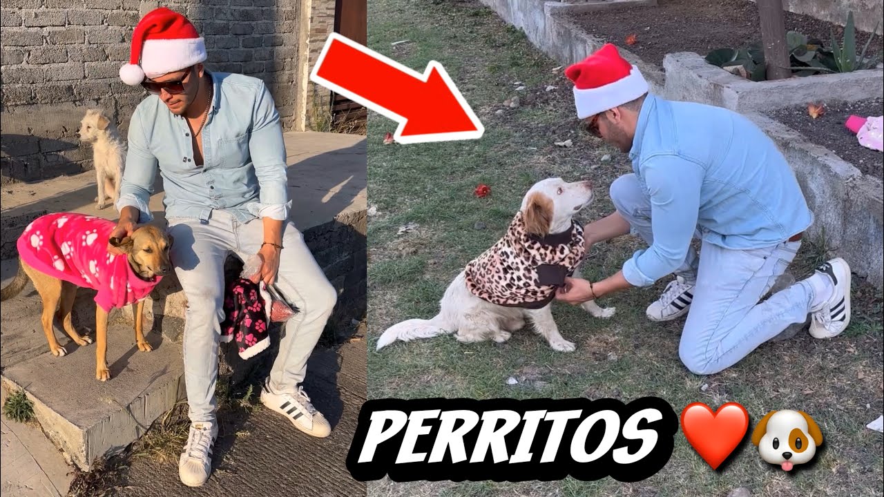 LE PUSE SUÉTER A PERRITOS DE LA CALLE 🐶❤️🙌🏻