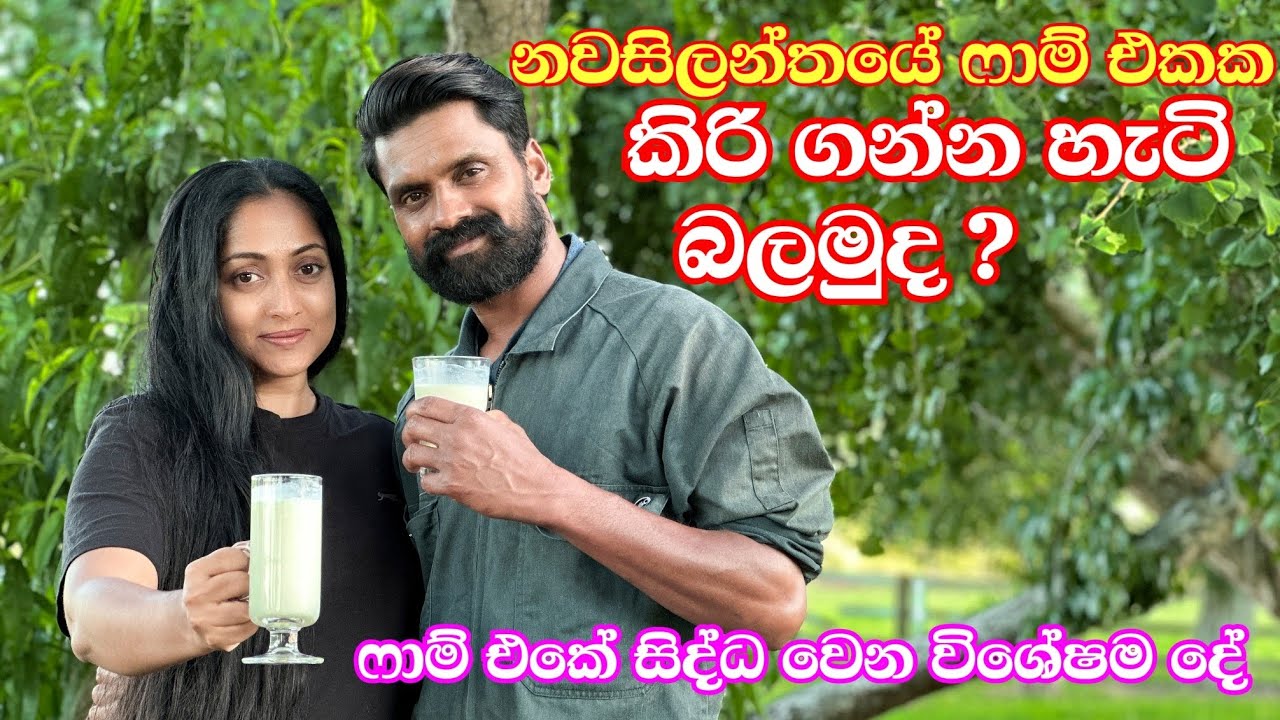 කිරි එළදෙනුන් 290 ක ගෙන් දවසට දෙපාරක් කිරි ගන්න හැටි බලමුද ? අපේ ෆාම් එකෙ අලුත්ම  අත්දැකීමක්  🇳🇿❤🐄