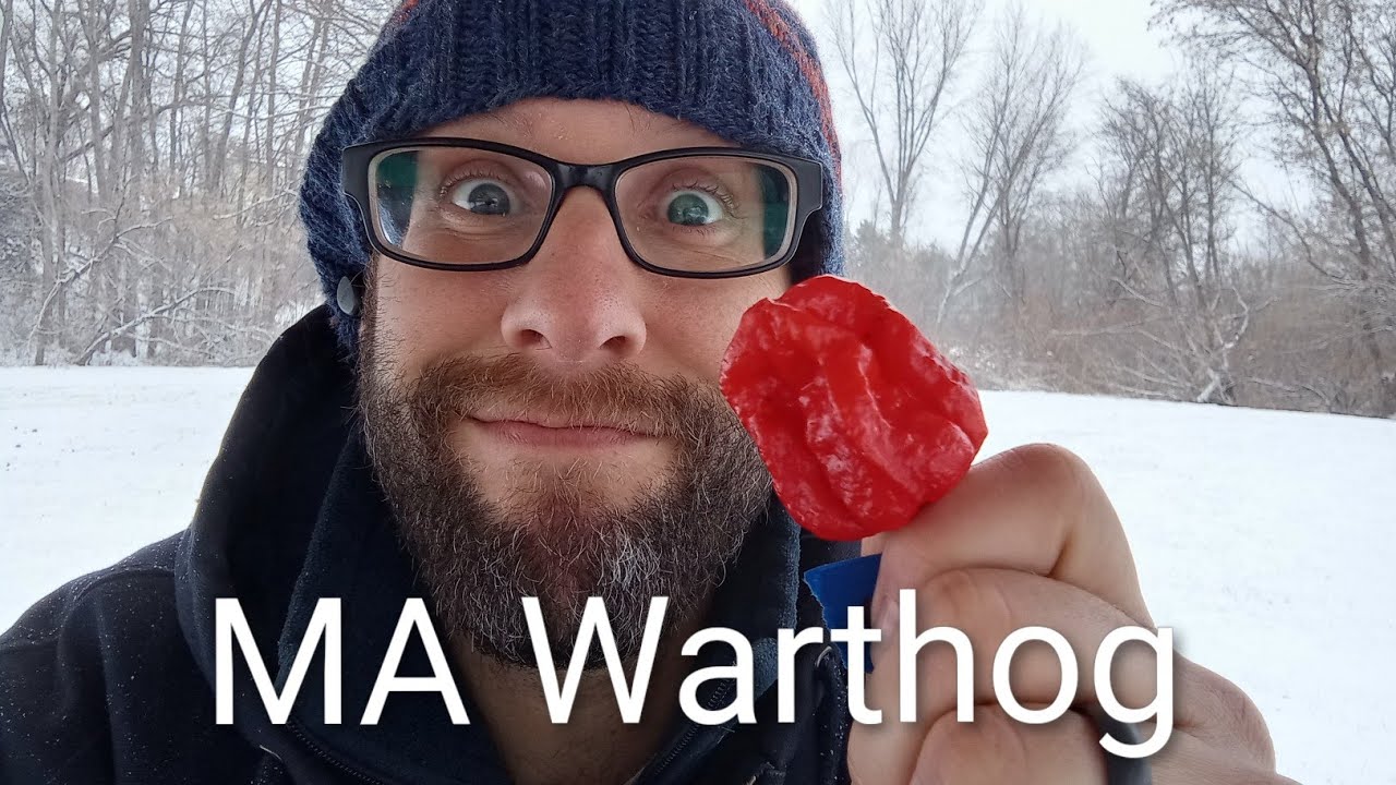 MA Warthog 🌶️ | Snowy Winter Pepper Review 