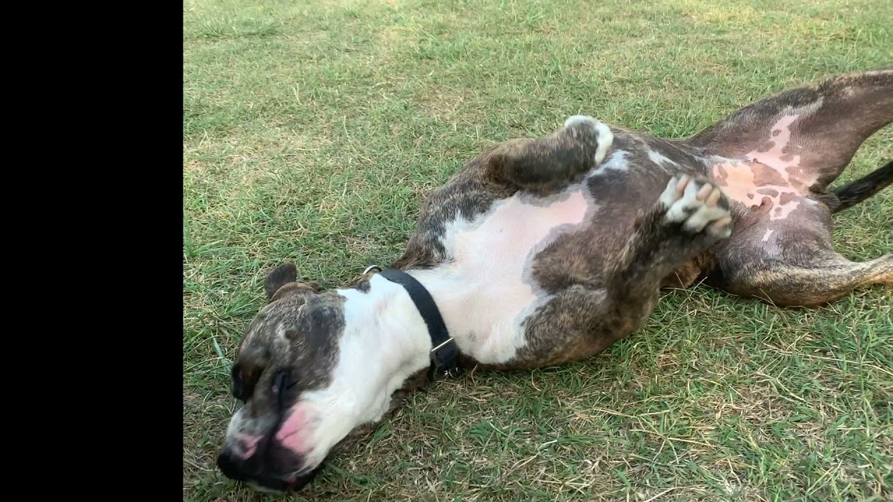 Nala :) Amstaff   MicheleDogSitter