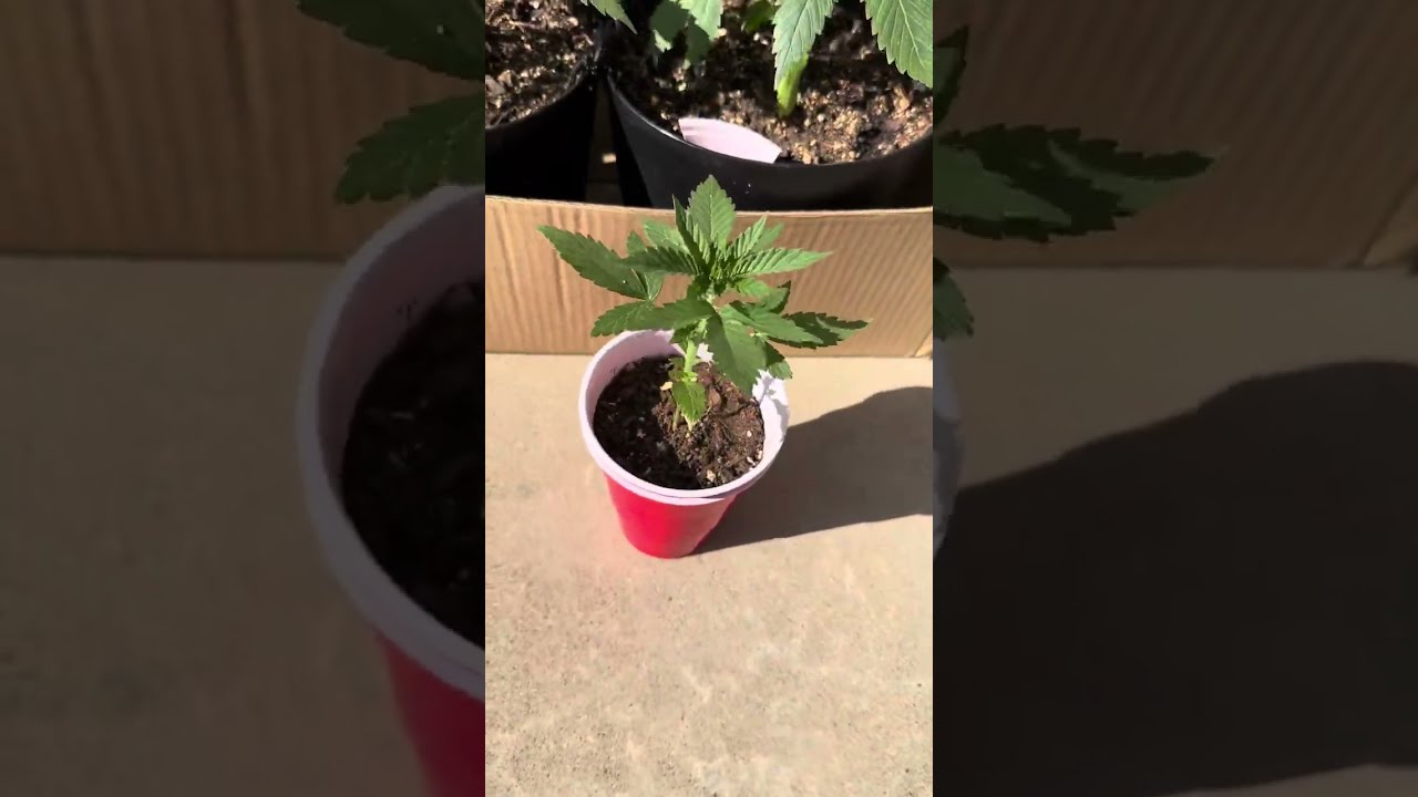 Royal Queen Seeds-OG Kush, Mimosa and Royal Creamatic update 3/14/25 week 7