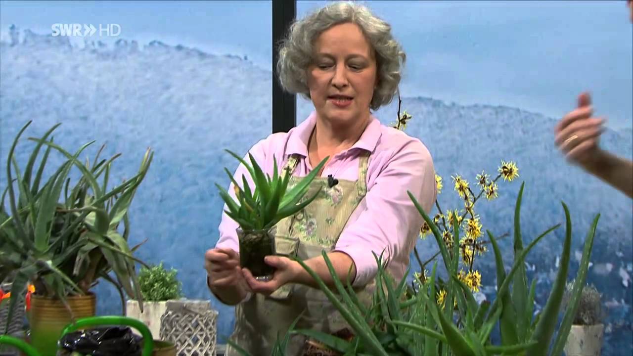 Aloe Vera  Beautyfarm auf der Fensterbank