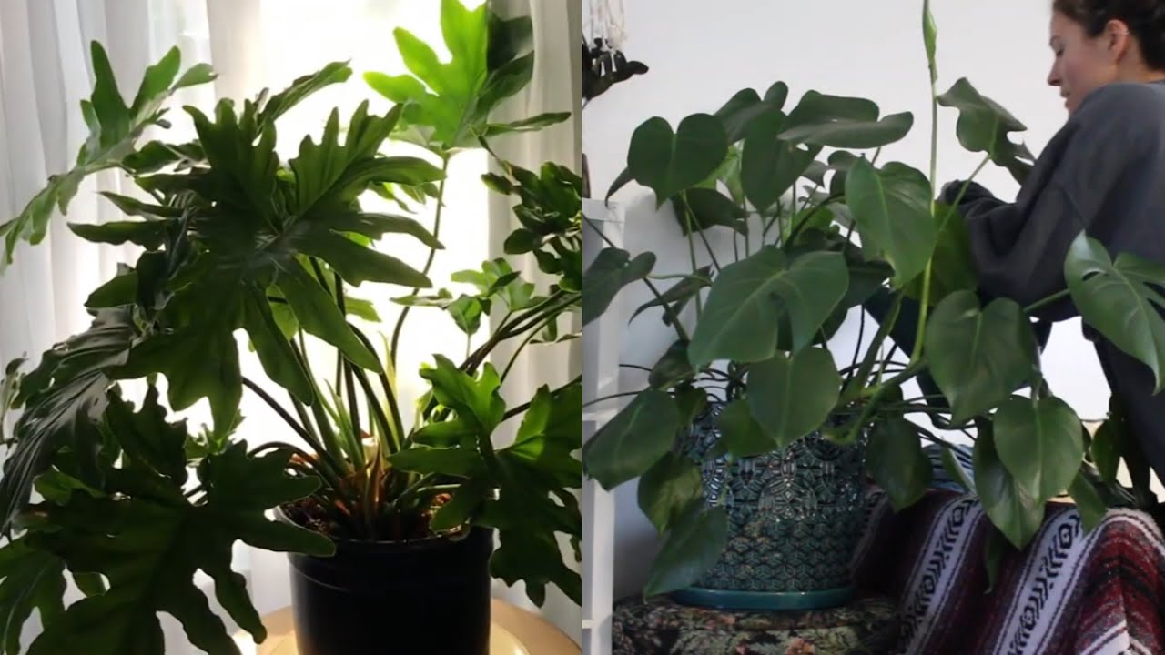 Plant Maintenance + What I Eat In A Day + At Home Baby Heartbeat Doppler