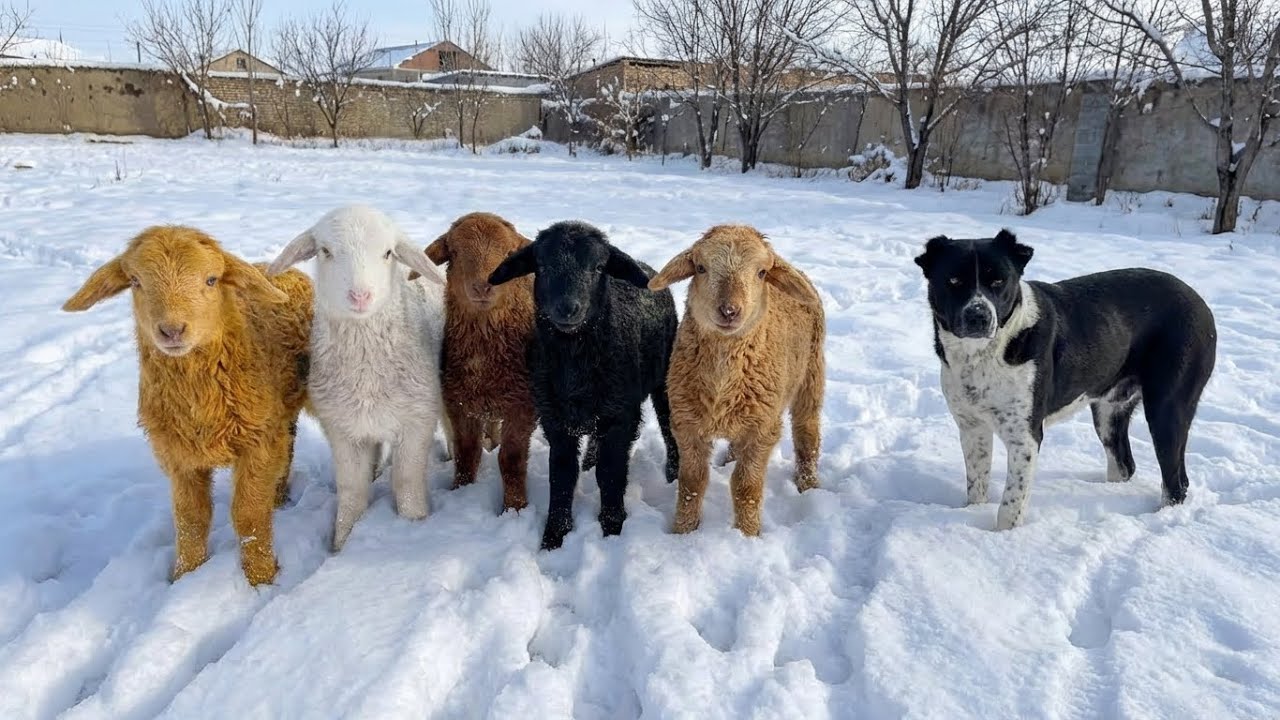 A Snowy Day in Our Village: Singing to Lambs & Winter Chores ❄️