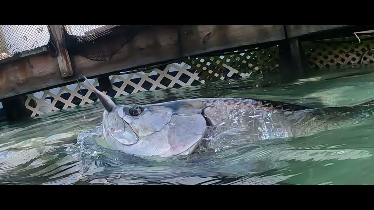 Tarpon Feeding , Manatee Smiles