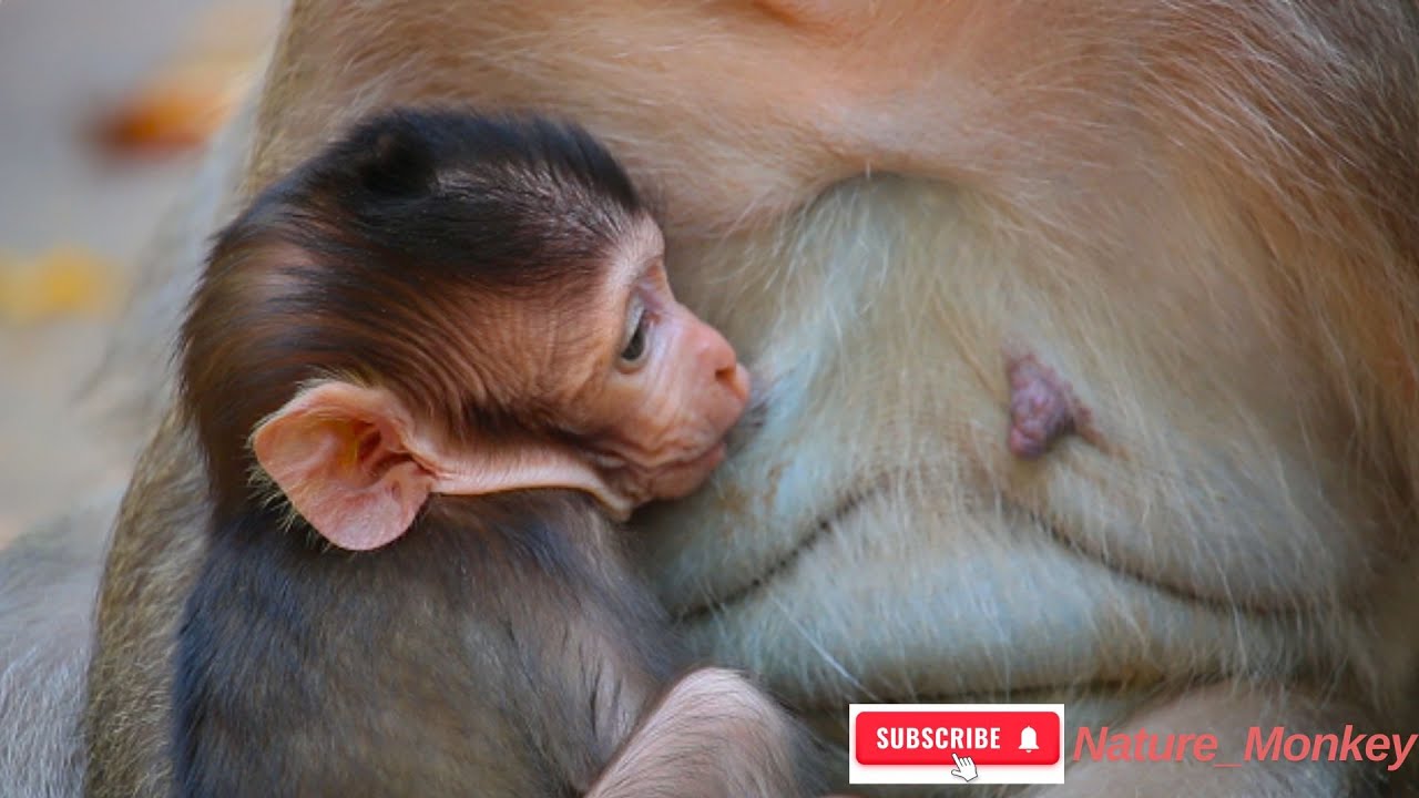 The baby monkey is getting milk from its mother ​ 