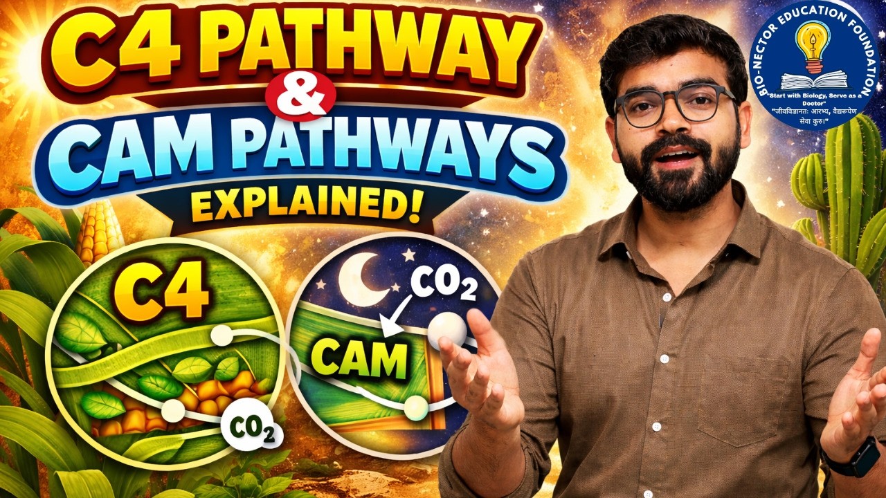 C4 vs CAM Pathway in One Shot! 🌿 | Kranz Anatomy + Energy Comparison | NEET 2026