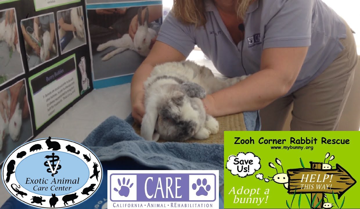 Elderly & Disabled Rabbits 3 - CARE Massage Demo