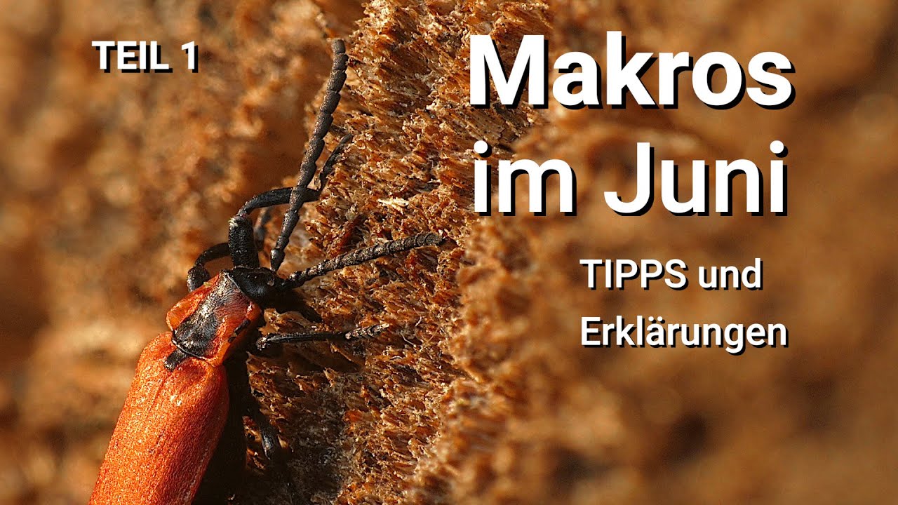 Tipps und Erklärungen zu meinen Funden - Makroexkursion Juni 2025 Teil 1