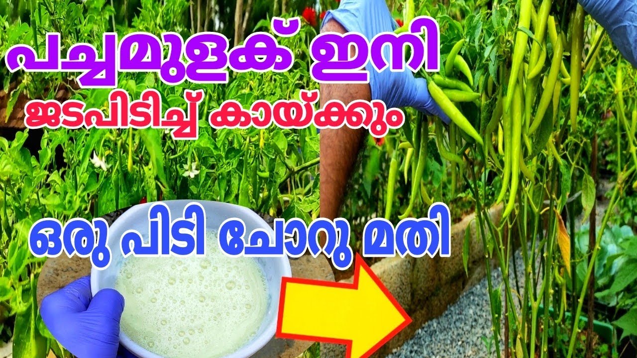 കൃഷി അറിയാത്തവർക്കും ഇനി പച്ചമുളക് നിറയും Best Fertilizer For Chilli | Malanad wibes Vegetable Tips