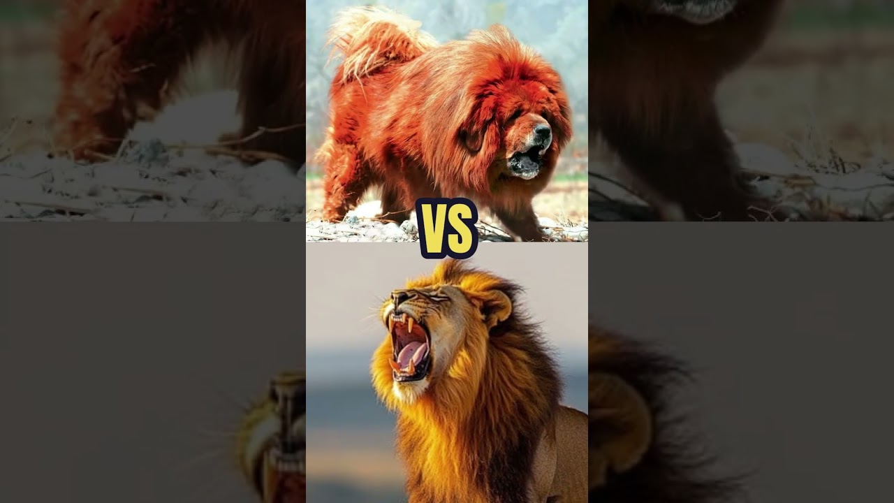 Tibetan Mastiff VS Lion – Can a Dog Defeat a Lion? 😱 