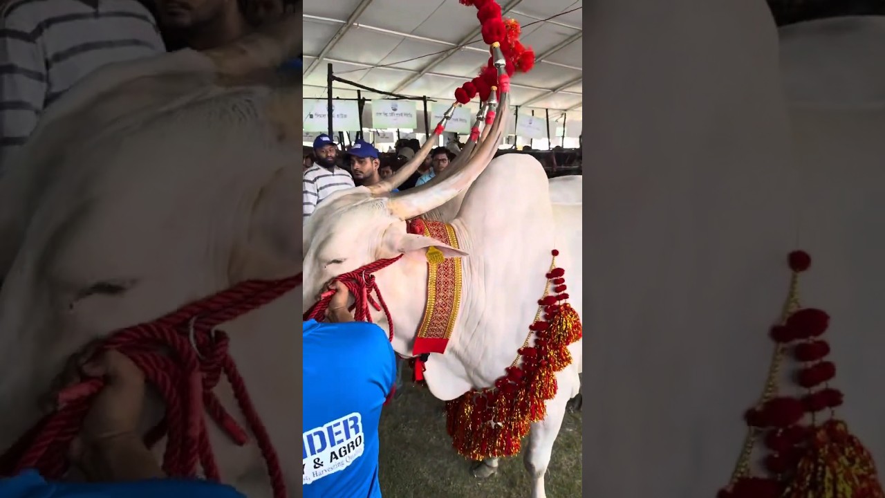 Cows with longest horns.. Indian hallikar cow