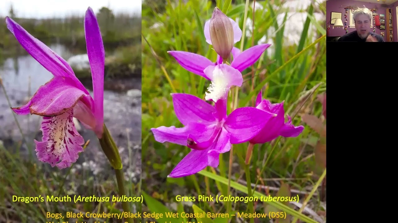 Nova Scotia Barrens Vegetation: Classification, Dynamics and Comparisons with Other Regions.