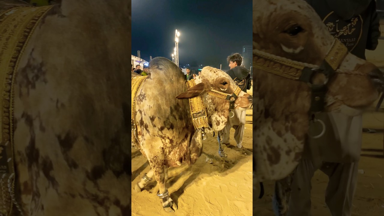 Dalfa Cattle Show At Expo Center Karachi - Unique Print #shorts #cowvideos #cow @mandibyswati1340