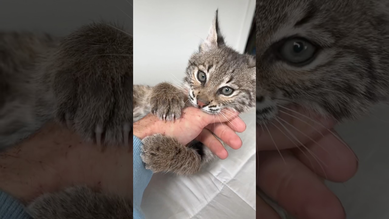 Bobcat VS Hand (surprising results!)