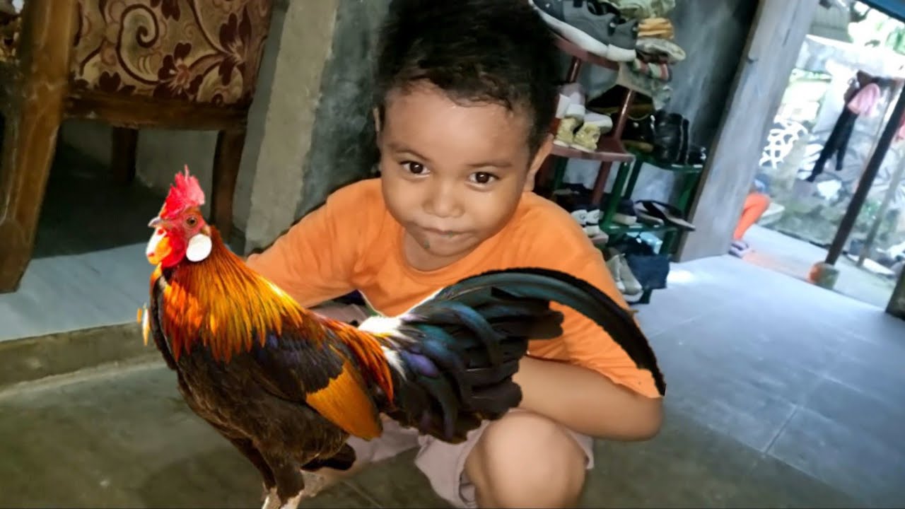 Lucu Ayam Nyasar masuk Rumah Zefa 🤣 vlog 433