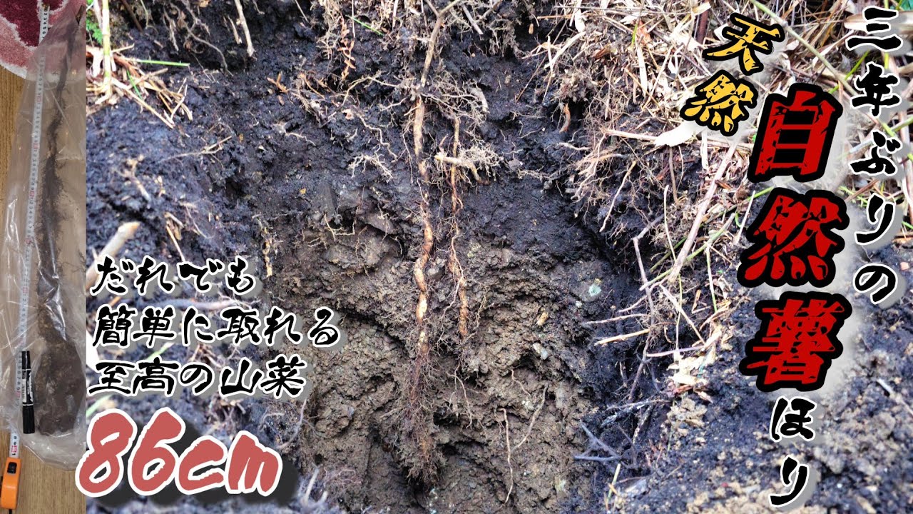 2025年11月) 3年ぶりの天然自然薯掘りで86cmゲット！