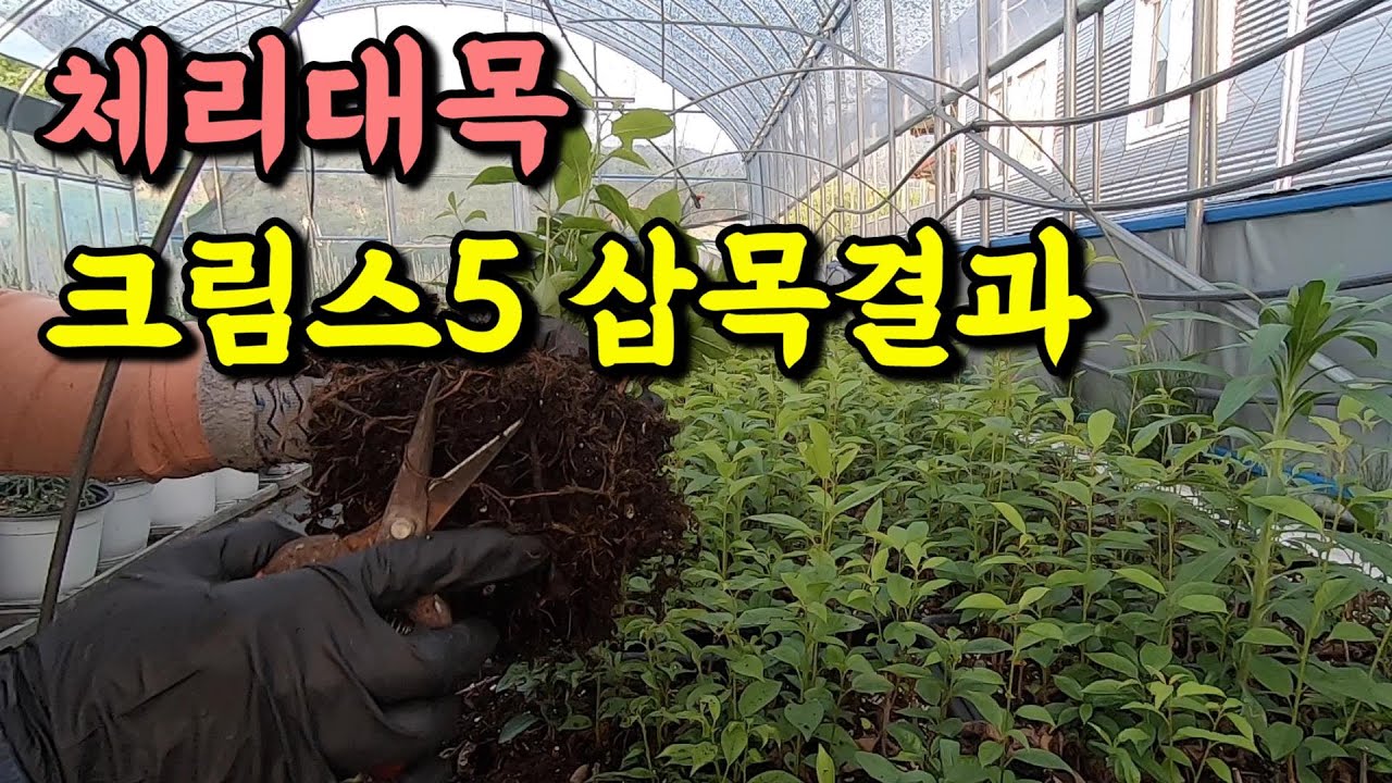 크림스5 체리대목 삽목 결과. (크림스5 삽목묘 작업)
