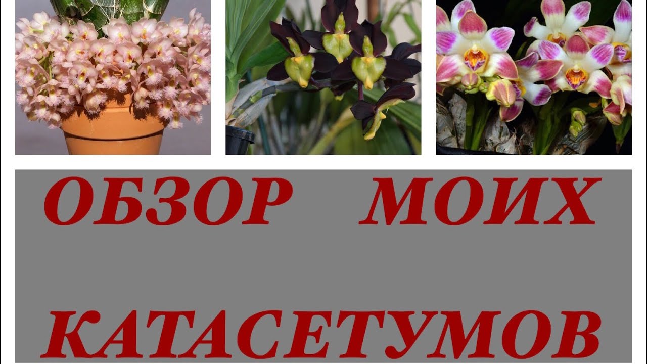 МОИ КАТАСЕТУМЫ и ХИЗИС! ОБЗОР И НЕМНОГО ОБ УХОДЕ!