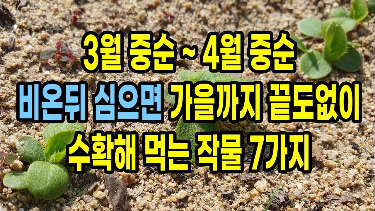 3월 중순 ~ 4월 중순 비온뒤 심으면 가을까지 끝도없이 수확해 먹는 작물 7가지