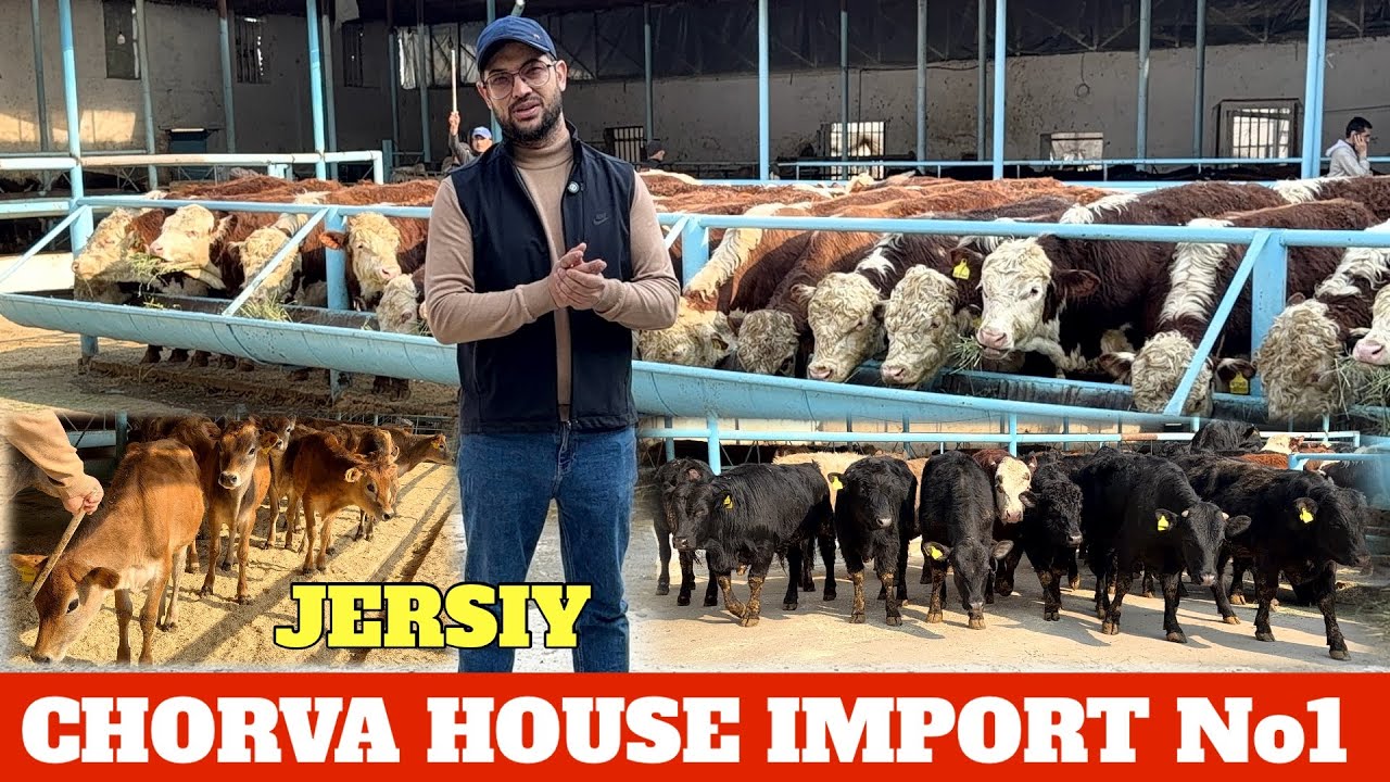 CHORVA HOUSE IMPORT JERSIY ANGUS OBRIK GREFORD ARGINALLARI KELDI 1894-YILNFRANSIYA