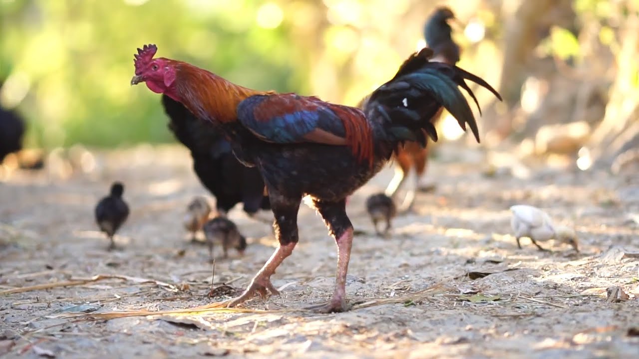 C2425 Sounds of wildlife animals, animal moment Chicken Sounds Noises Hens Clucking Roosters Crowing