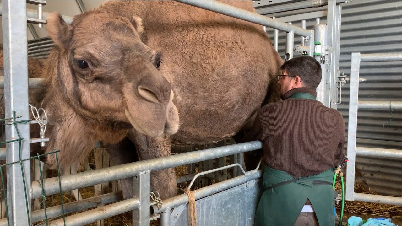 Un élevage de chamelles traites dans le Nord