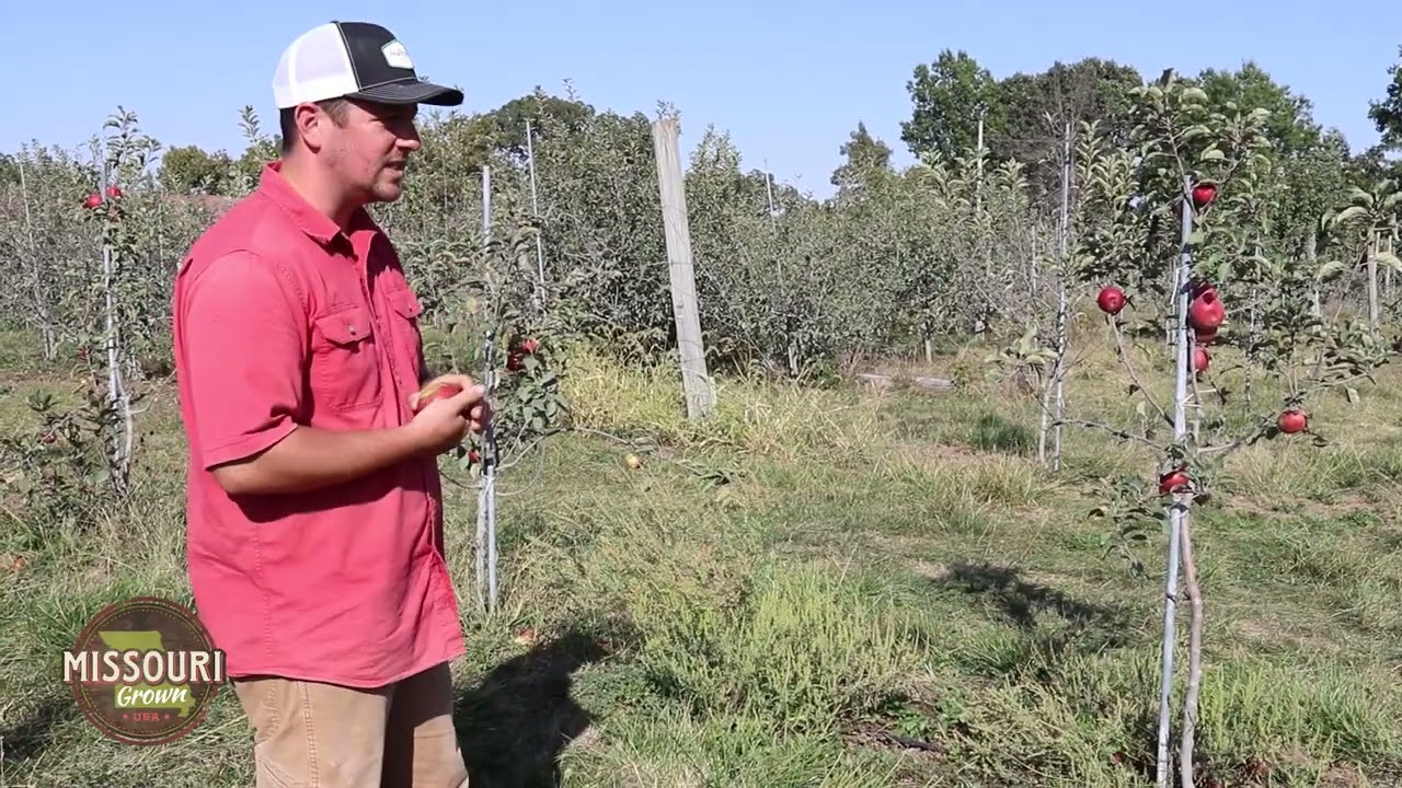 Tour a Missouri Apple Orchard!