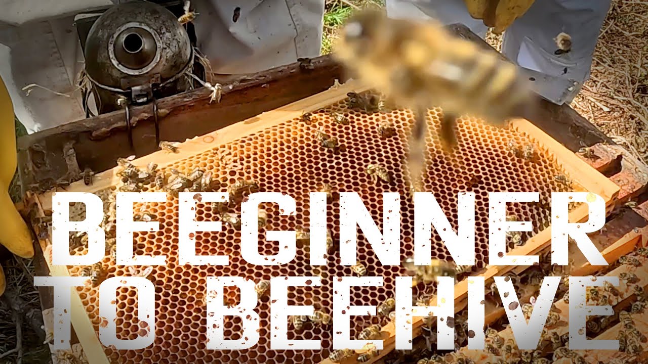 Becoming a Beekeeper - Day 1 till my first Hive.   How to start Beekeeping🐝🍯