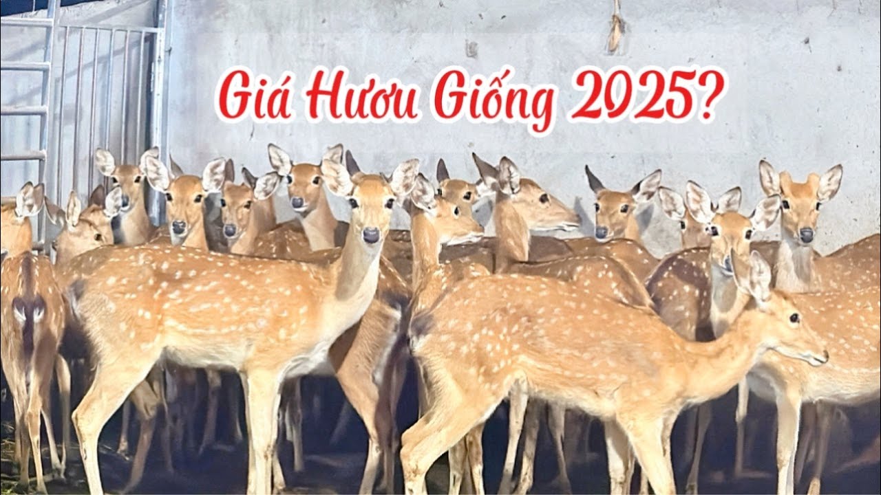 Giá bán hươu giống 2025 hiện nay? Mô hình nuôi hươu 500 con