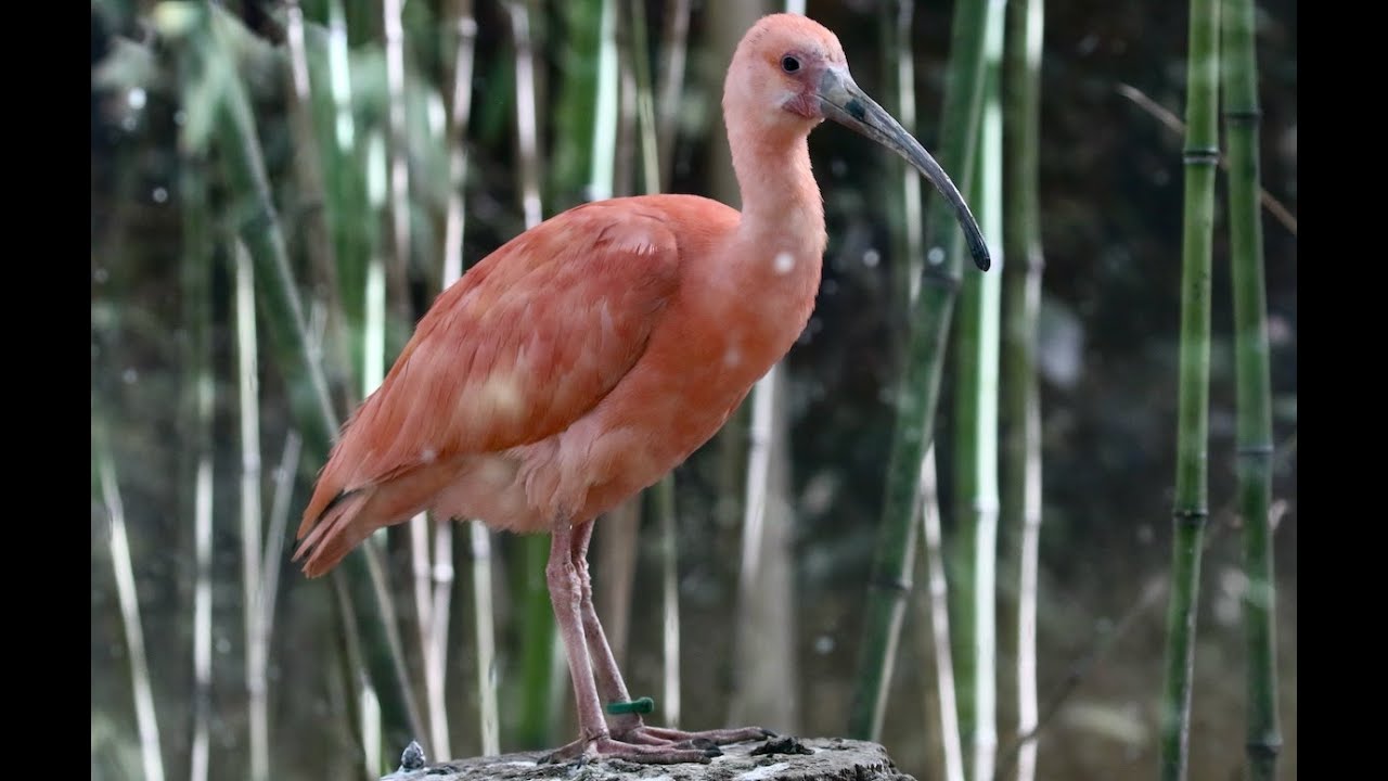Aveva perso la compagna alla fine di settembre: per Rojo sbarcano dall'Olanda 20 ibis scarlatti